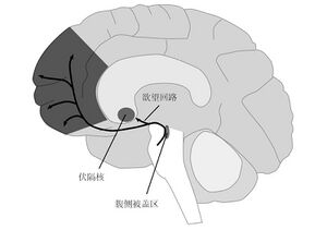 欲望回路